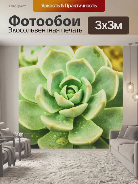 Фотообои Кактус пустынное растение