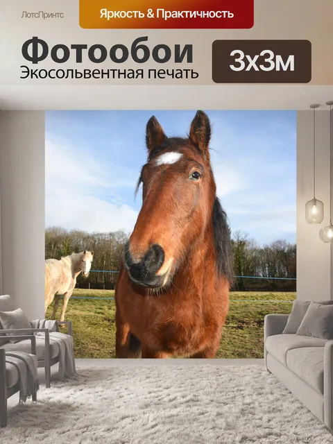 Фотообои Лошадь