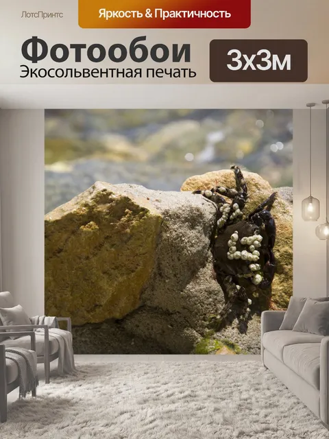 Фотообои Рак