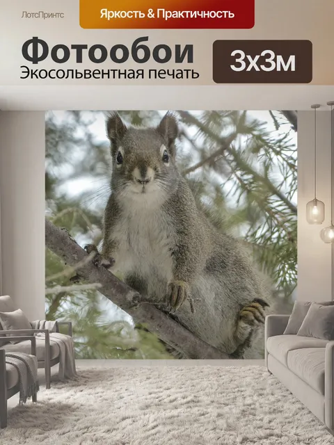 Фотообои Белка