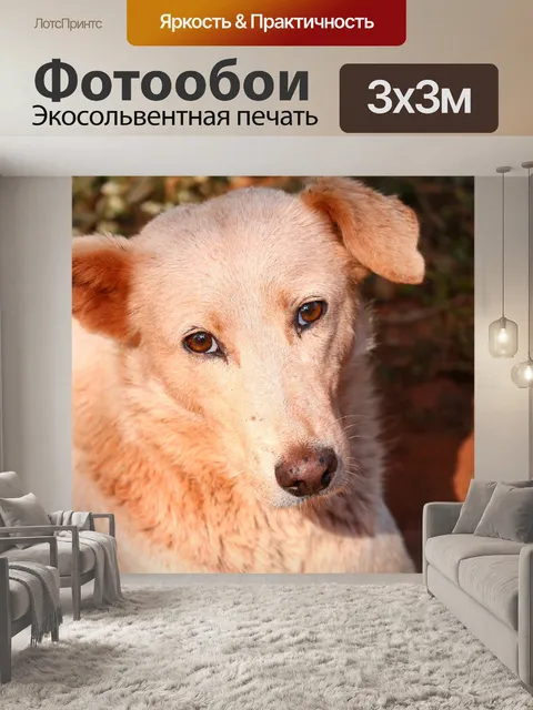 Фотообои Собаки