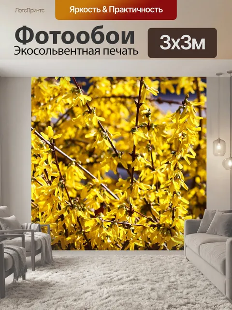 Фотообои Форсайтия