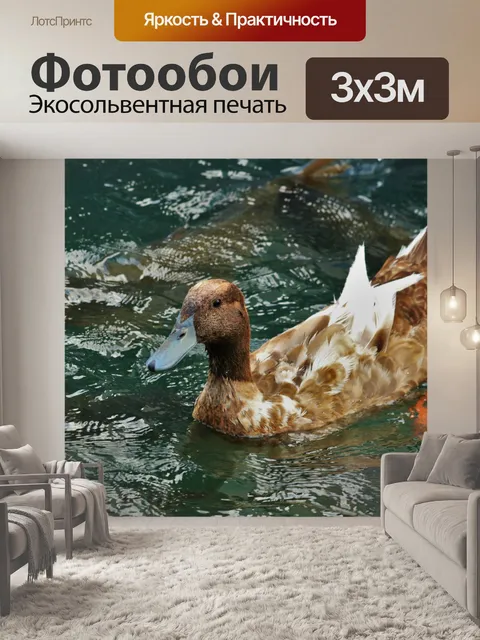 Фотообои Бурые утки, купание в озере