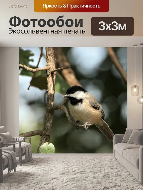 Фотообои Каролина Чикади на ветке