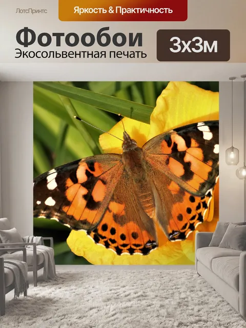 Фотообои Американская леди бабочка крупным планом