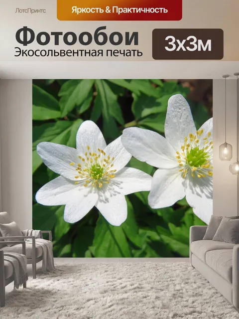 Фотообои Анемоны