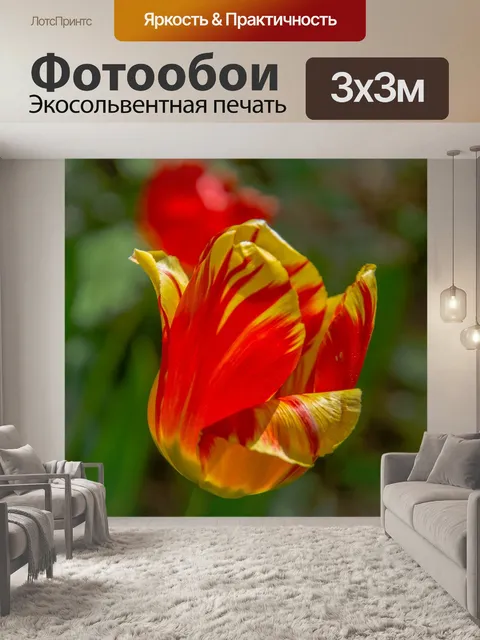 Фотообои Тюльпаны