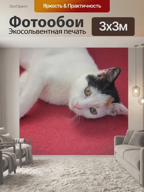 Фотообои Кошка