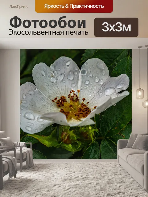 Фотообои Розы
