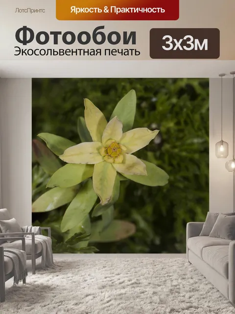Фотообои Полевые цветы