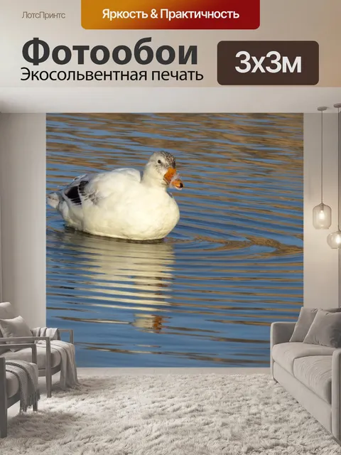 Фотообои Белый перо утки