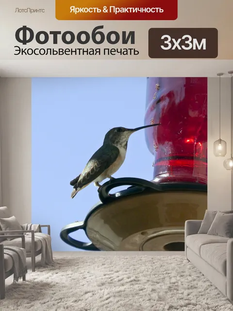 Фотообои Колибри на фидере