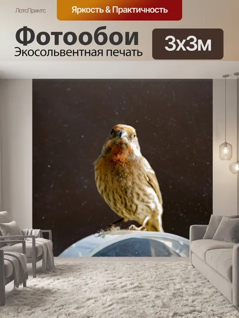 Фотообои Зяблик у кормушки