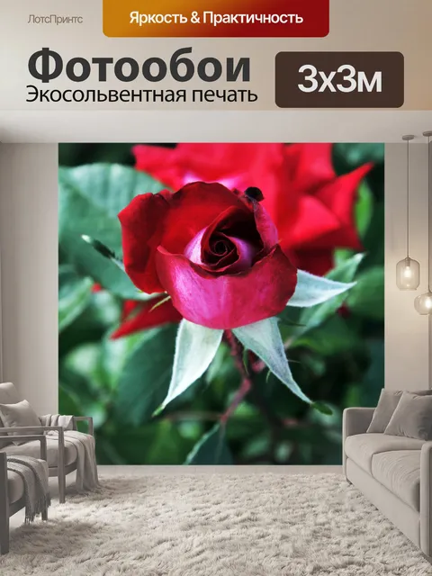 Фотообои Красная роза бутон