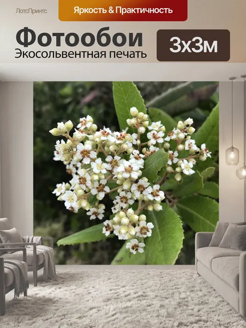 Фотообои Цветы