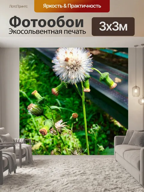 Фотообои Одуванчик
