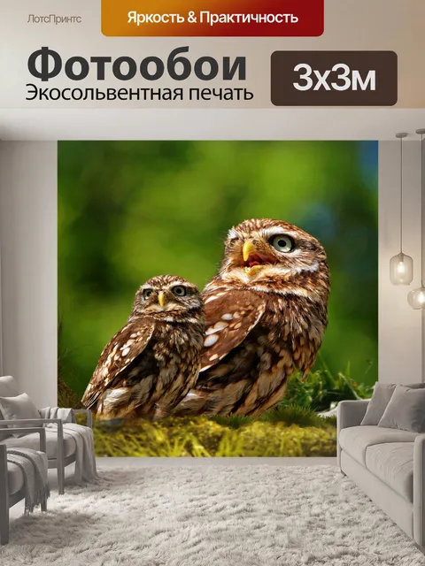 Фотообои Совы