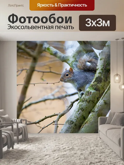 Фотообои Серые Белки Sciurus carolinensis