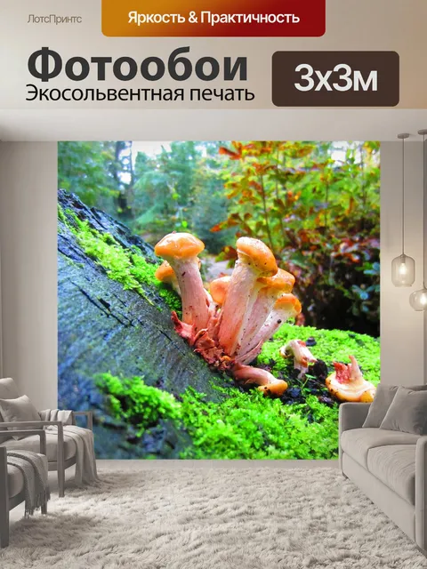 Фотообои Грибы