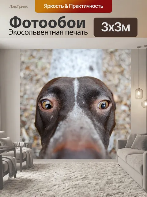 Фотообои Собака