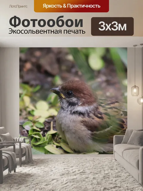 Фотообои Воробей