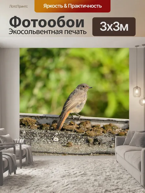 Фотообои Птица