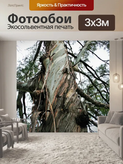 Фотообои эвкалипта ствол дерева