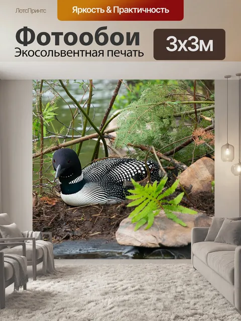 Фотообои Гагара