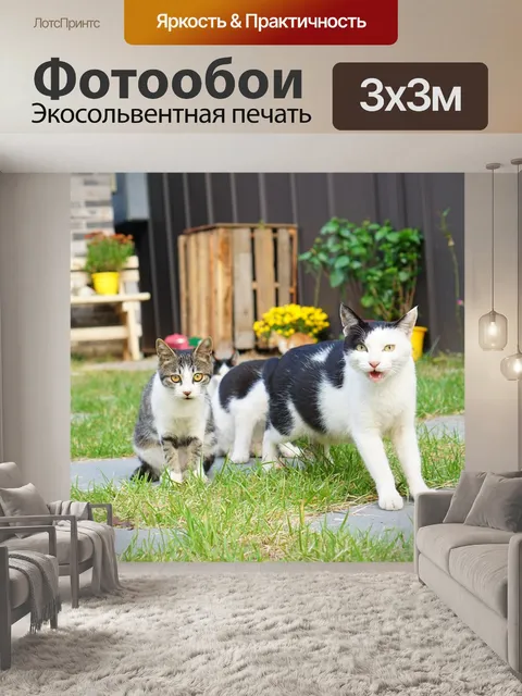 Фотообои Кот