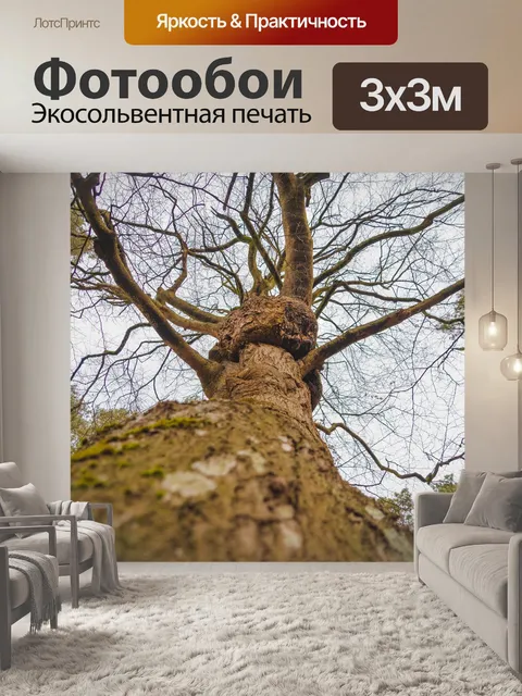 Фотообои Лес