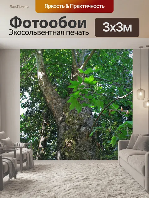 Фотообои до в платана