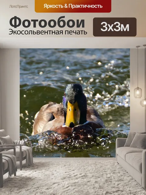 Фотообои Кряква