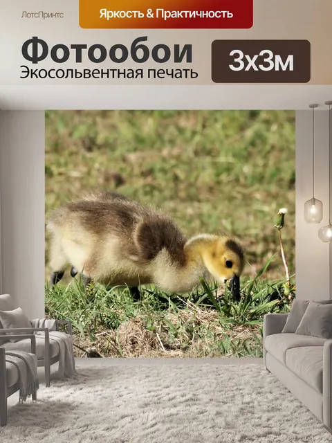 Фотообои Гусь Гусенок в траве