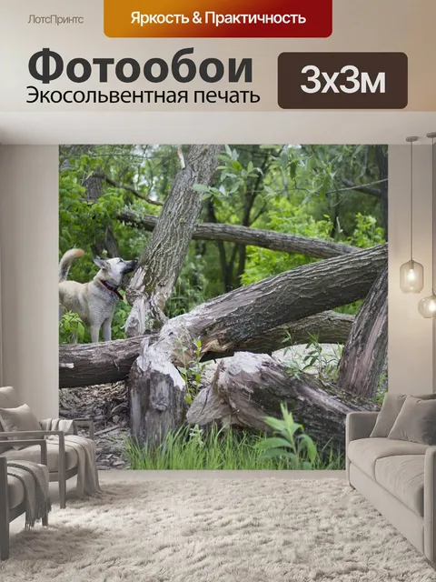 Фотообои Лес