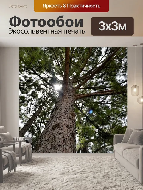 Фотообои Лес сосна
