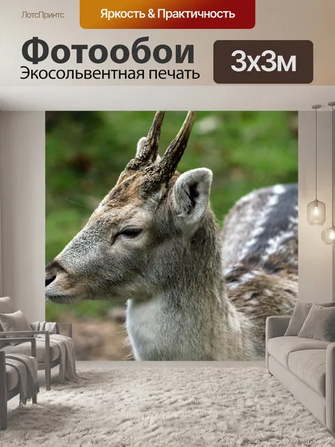 Фотообои Олень