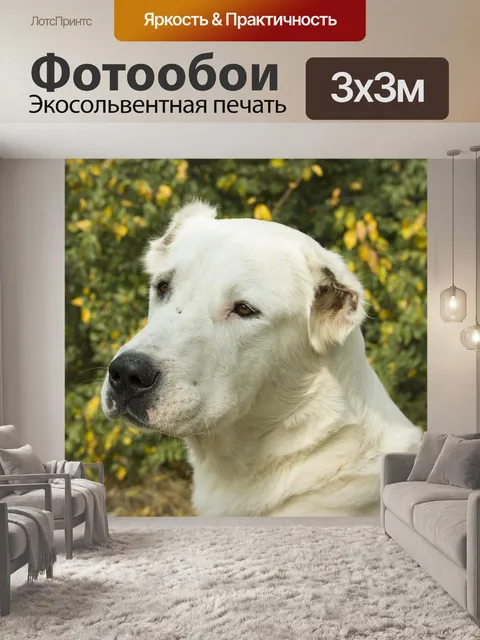 Фотообои Собака