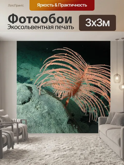 Фотообои Перо коралл