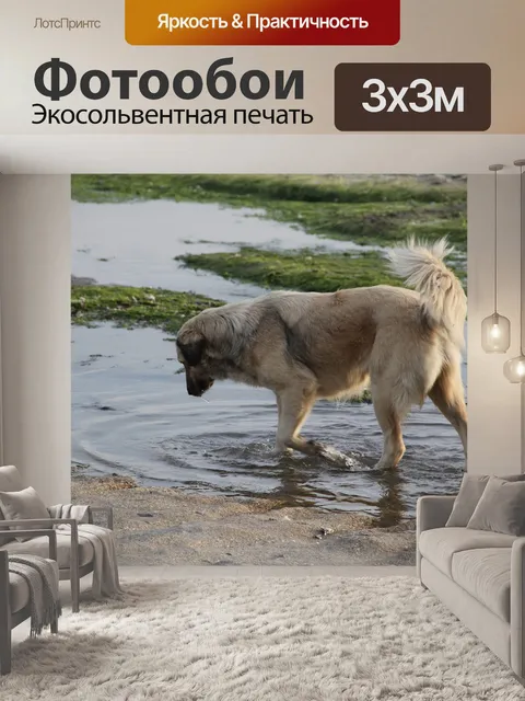 Фотообои Собака