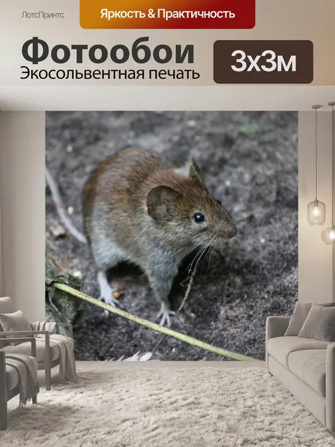 Фотообои Лесной мыши Сторона Закрыть