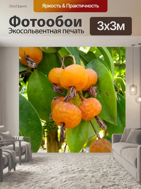 Фотообои Фрукты
