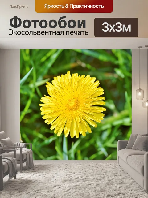 Фотообои Одуванчик цветок