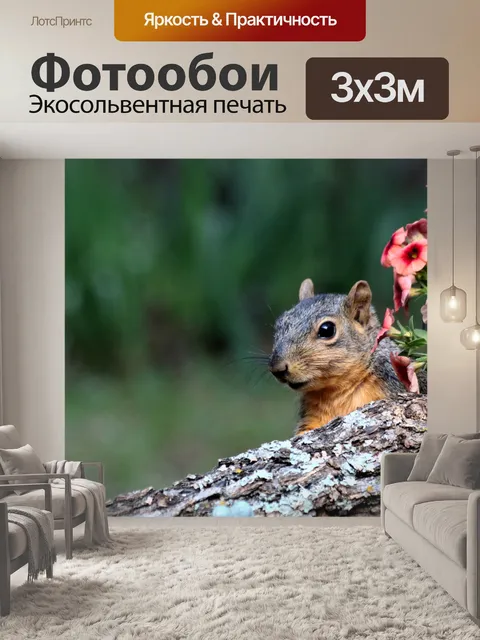 Фотообои Фокс Белка Граница
