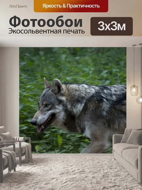 Фотообои Волк