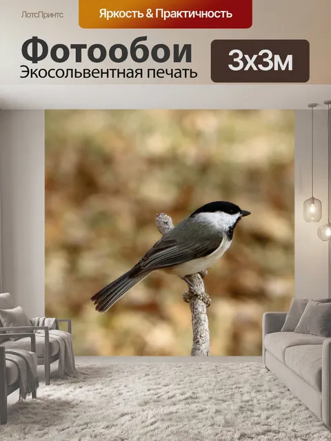 Фотообои Чернокожий Чикади на ветке
