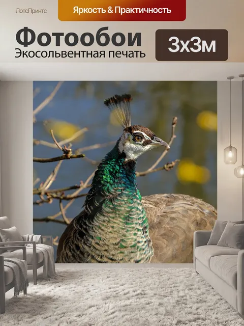 Фотообои Павлин
