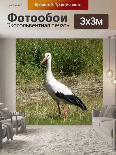 Фотообои Аист
