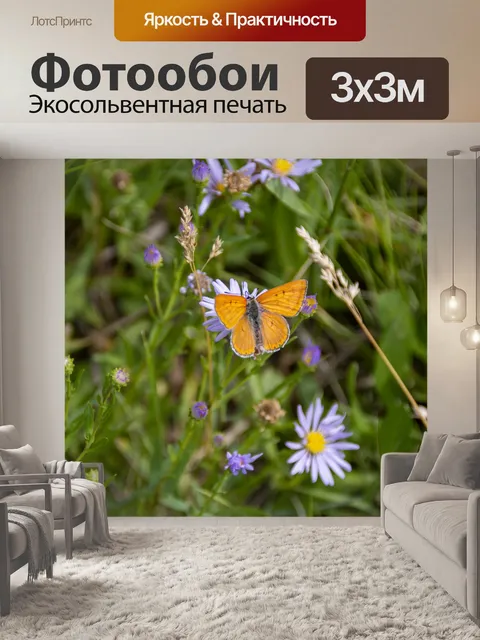 Фотообои бабочка на ромашках