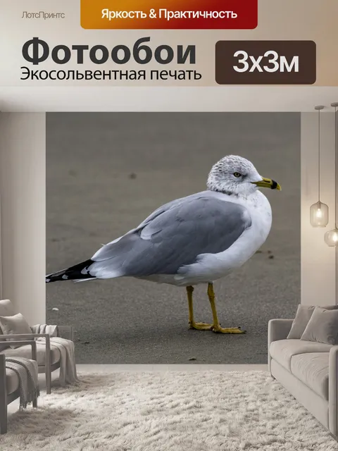 Фотообои чайка