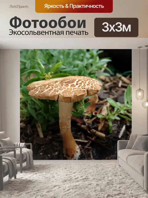 Фотообои Гриб